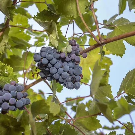 Juranic アパート *