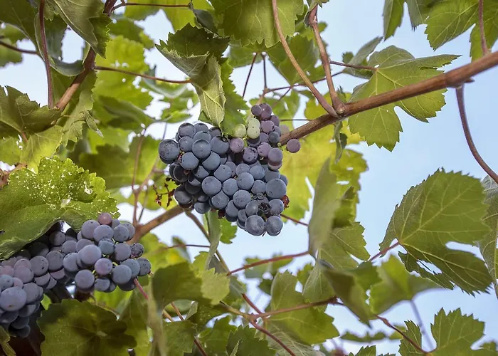 Juranic Appartement *